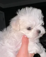Niklaus, a male Maltese for sale in Edinburg, TX – 3 of 3