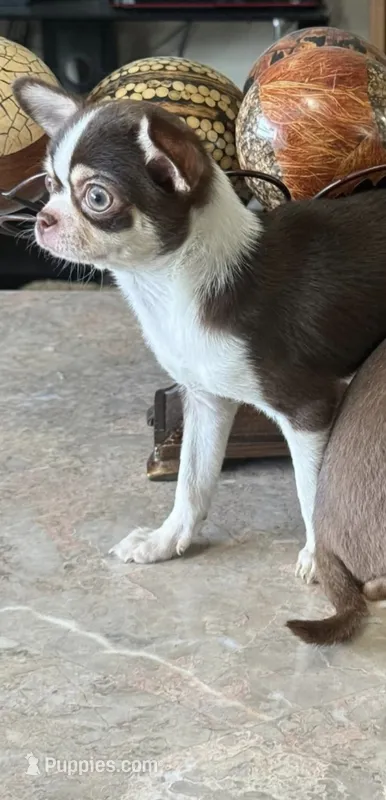 Female 2 – Chihuahua puppy for sale in Fulton, KY