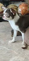 Female 2, a female Chihuahua for sale in Fulton, KY – 1 of 1