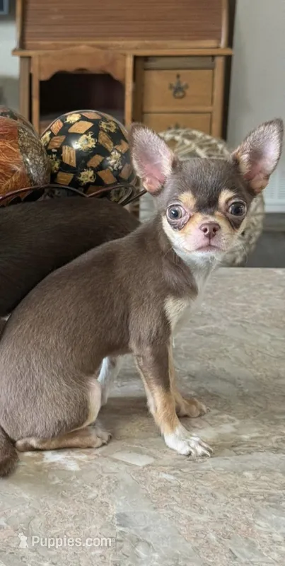 Chocolates  – Chihuahua puppy for sale in Fulton, KY