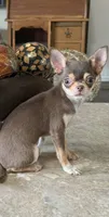 Chocolates , a female Chihuahua for sale in Fulton, KY – 1 of 2