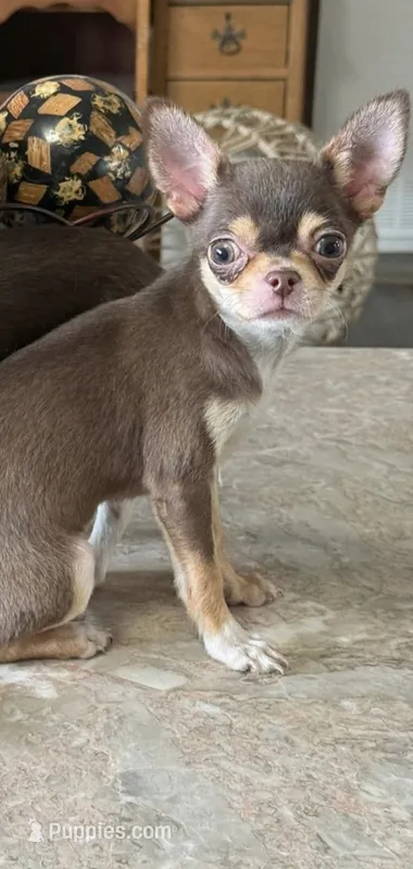 Female 1 – Chihuahua puppy for sale in Fulton, KY