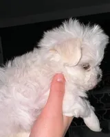 Niklaus, a male Maltese for sale in Edinburg, TX – 2 of 3