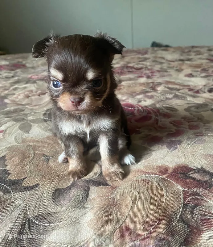 Caroline – Chihuahua puppy for sale in Edinburg, TX