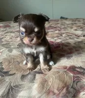 Caroline, a female Chihuahua for sale in Edinburg, TX – 1 of 3
