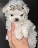 Davina , a female Maltese for sale in Edinburg, TX – 3 of 3
