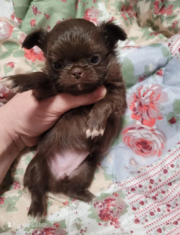 Rosie  – Chihuahua puppy for sale in Edinburg, TX