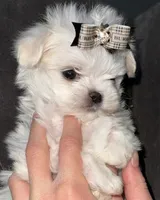 Davina , a female Maltese for sale in Edinburg, TX – 2 of 3