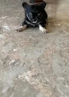 Niklaus, a male Chihuahua for sale in Edinburg, TX – 2 of 2