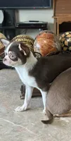 Chocolates , a female Chihuahua for sale in Fulton, KY – 2 of 2