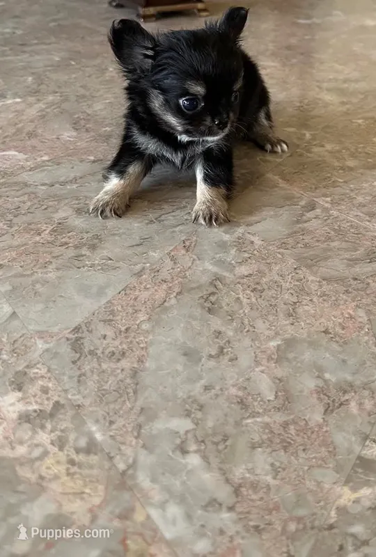 Niklaus – Chihuahua puppy for sale in Edinburg, TX