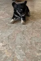 Niklaus, a male Chihuahua for sale in Edinburg, TX – 1 of 2