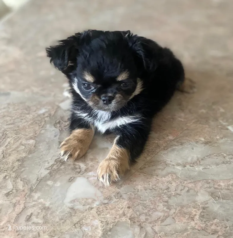 Davina  – Chihuahua puppy for sale in Edinburg, TX