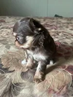 Caroline, a female Chihuahua for sale in Edinburg, TX – 2 of 3