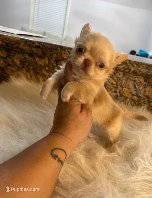 Clementine  – Chihuahua puppy for sale in Edinburg, TX