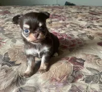 Caroline, a female Chihuahua for sale in Edinburg, TX – 3 of 3