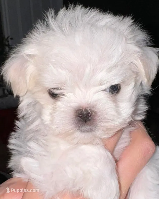 Niklaus – Maltese puppy for sale in Edinburg, TX