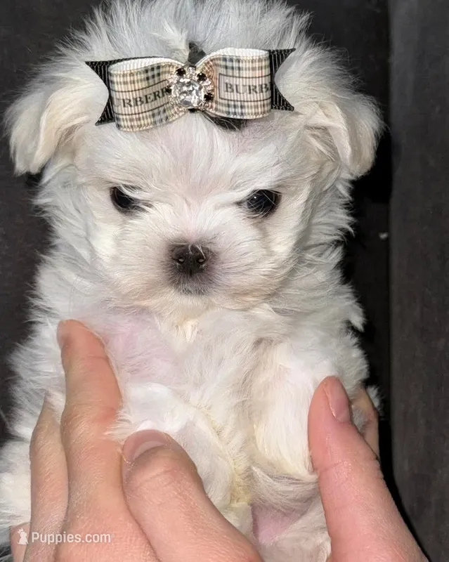 Davina  – Maltese puppy for sale in Edinburg, TX