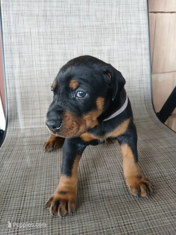 Princess  – Doberman Pinscher puppy for sale in Dover, OH