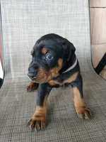 Princess , a female Doberman Pinscher for sale in Dover, OH – 1 of 2