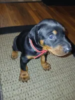 Princess , a female Doberman Pinscher for sale in Dover, OH – 2 of 2