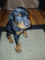 Bear, a male Doberman Pinscher for sale in Dover, OH – 2 of 2