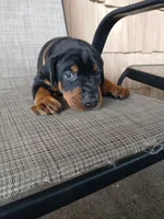 Bear, a male Doberman Pinscher for sale in Dover, OH – 1 of 2