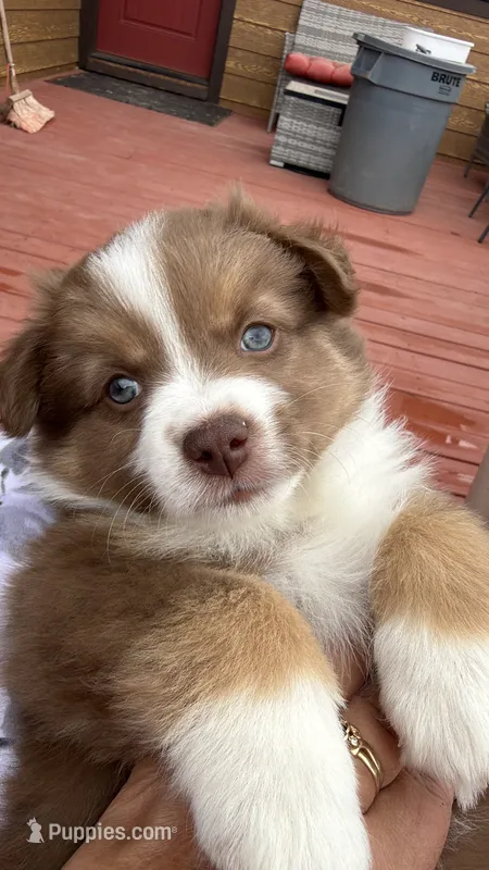 Marcelina – Miniature Australian Shepherd puppy for sale in Taylor, AZ