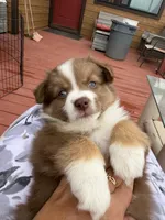 Marcelina, a female Miniature Australian Shepherd for sale in Taylor, AZ – 2 of 5