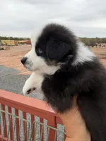 Hope, a female Miniature Australian Shepherd for sale in Taylor, AZ – 5 of 8
