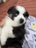 Hope, a female Miniature Australian Shepherd for sale in Taylor, AZ – 4 of 8
