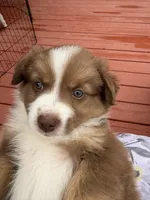 Marcelina, a female Miniature Australian Shepherd for sale in Taylor, AZ – 3 of 5