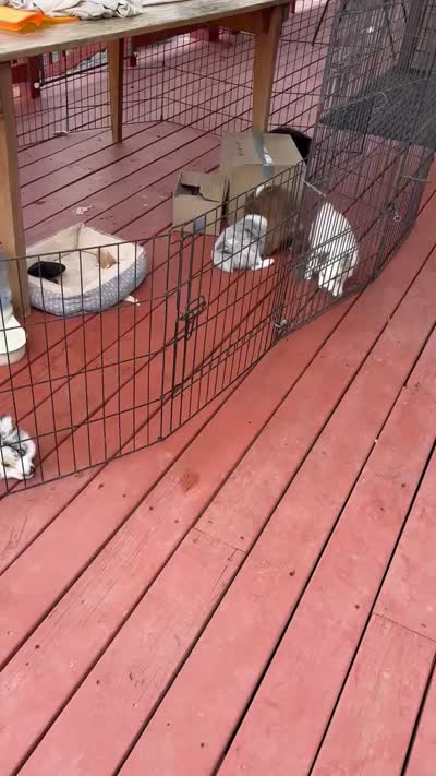 Hope, a female Miniature Australian Shepherd for sale in Taylor, AZ – 8 of 8