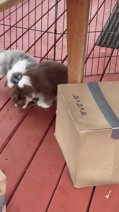 Marcelina, a female Miniature Australian Shepherd for sale in Taylor, AZ – 5 of 5