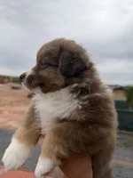 Marcelina, a female Miniature Australian Shepherd for sale in Taylor, AZ – 4 of 5