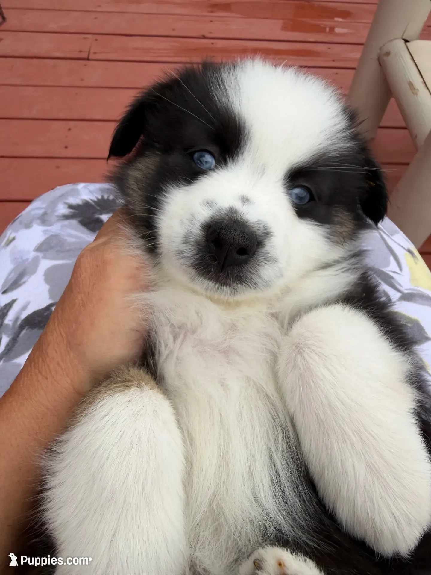 Hope, a female Miniature Australian Shepherd for sale in Taylor, AZ – 1 of 8