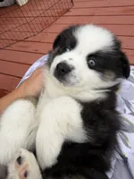 Hope, a female Miniature Australian Shepherd for sale in Taylor, AZ – 3 of 8