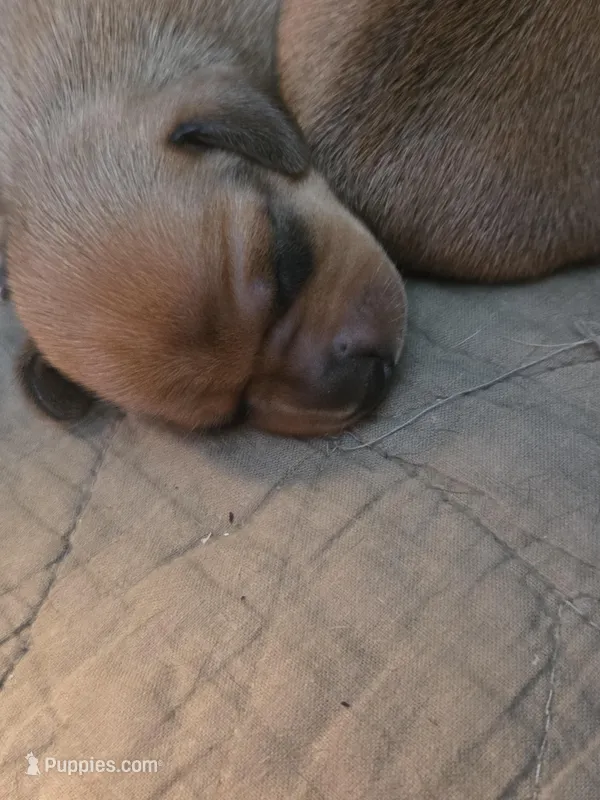 Sunny – Miniature Dachshund puppy for sale in Georgetown, TX