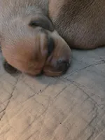 Sunny, a female Miniature Dachshund for sale in Georgetown, TX – Photo 1 of 2