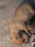 Sunny, a female Miniature Dachshund for sale in Georgetown, TX – Photo 2 of 2