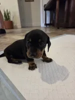Bear, a male Miniature Dachshund for sale in Georgetown, TX – 5 of 5