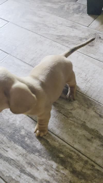 Pickles, a male Miniature Dachshund for sale in Georgetown, TX – 7 of 7