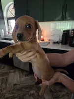 Sunny, a female Miniature Dachshund for sale in Georgetown, TX – 1 of 7