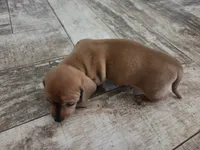 Sunny, a female Miniature Dachshund for sale in Georgetown, TX – 6 of 7