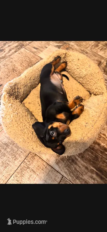 Bear – Miniature Dachshund puppy for sale in Georgetown, TX
