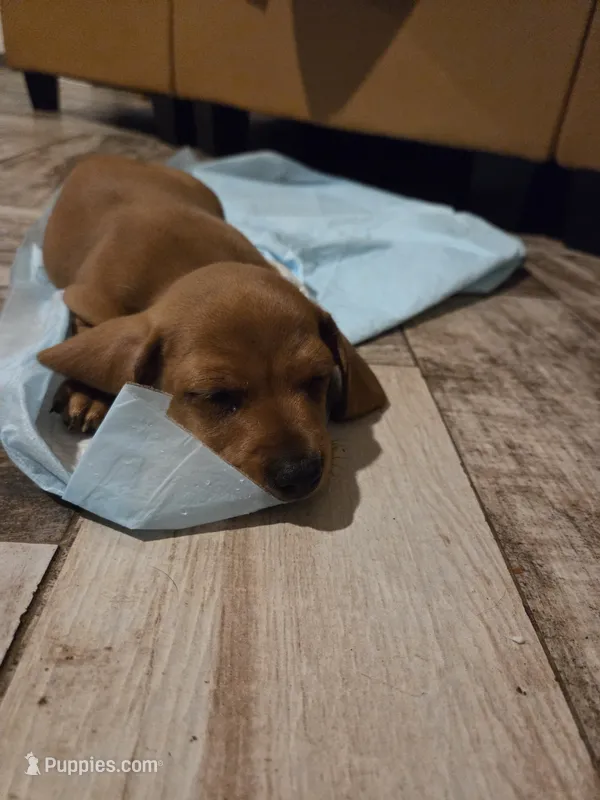 Pickles – Miniature Dachshund puppy for sale in Georgetown, TX