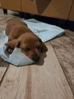 Pickles, a male Miniature Dachshund for sale in Georgetown, TX – 1 of 7