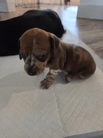 Bonzo, a male Miniature Dachshund for sale in Georgetown, TX – 5 of 6