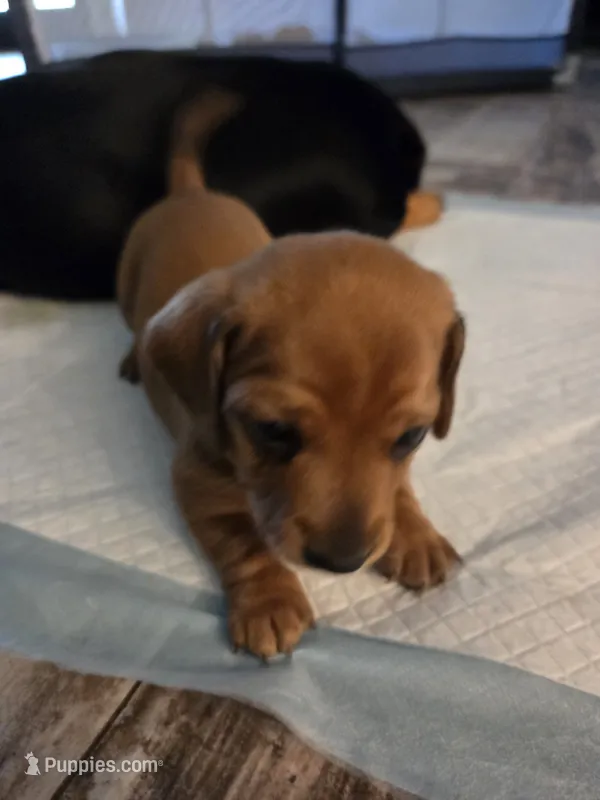 Pickles – Miniature Dachshund puppy for sale in Georgetown, TX