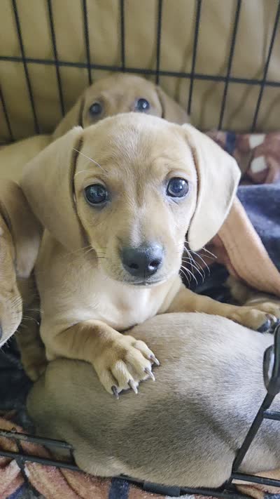 Sunny, a female Miniature Dachshund for sale in Georgetown, TX – 7 of 7